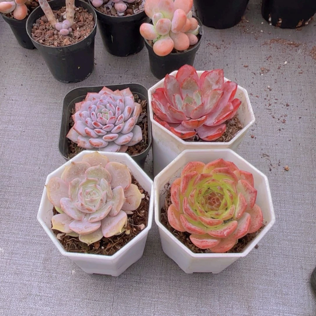 星星橙 赫拉 露娜莲 粉恋