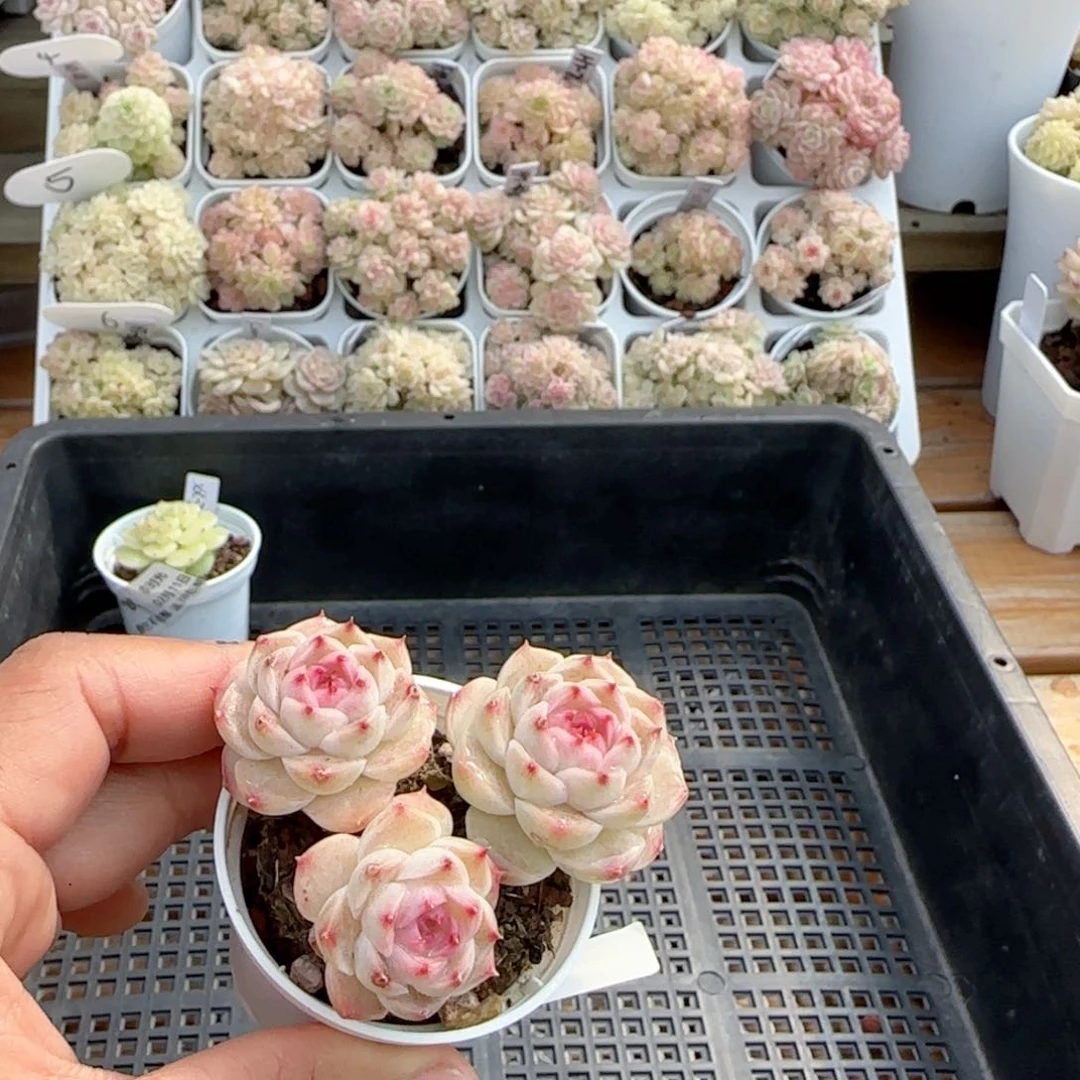 【闪购商品】0211-69粉心包子