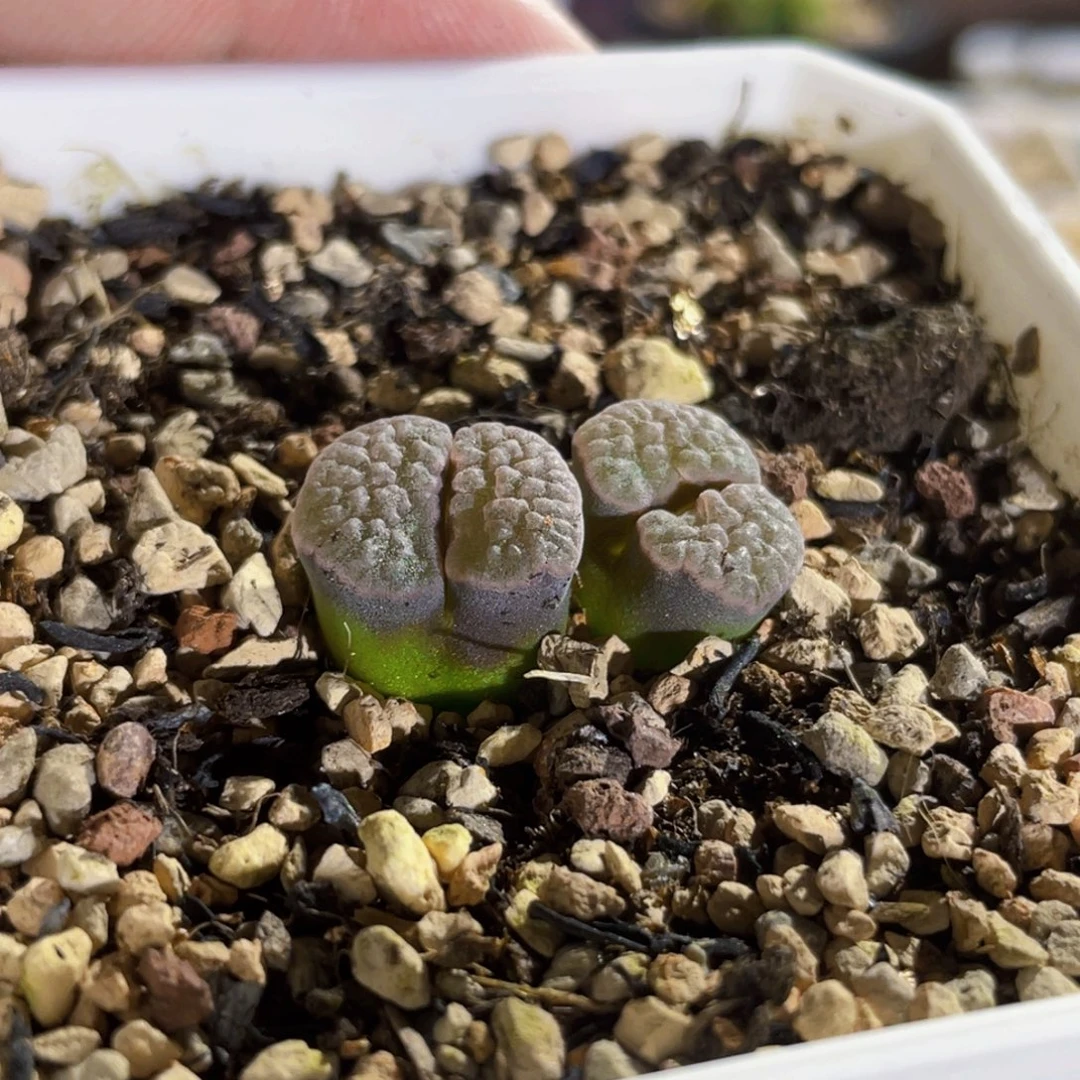 白窗磁铁植物一物一拍
