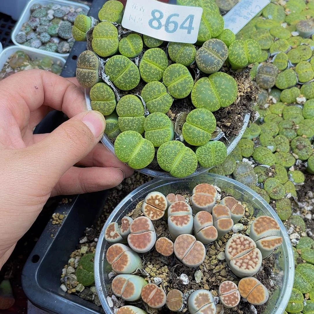 86400000花花花花花鼓励