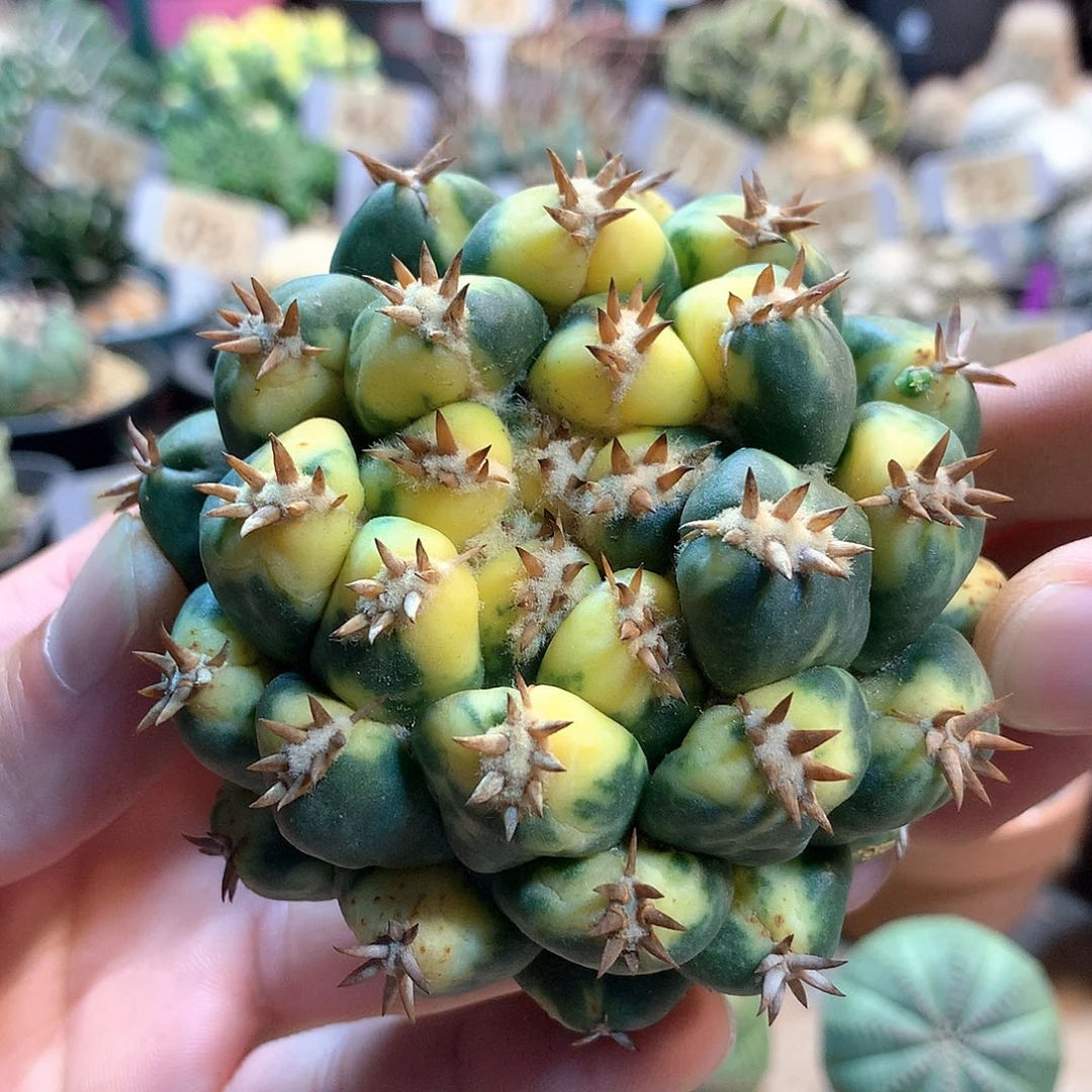 自根獠牙锦