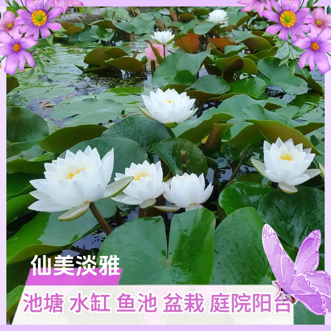 暹罗茉莉池塘水缸盆栽阳台四季水培睡莲水生植物花卉鲜花带花苞