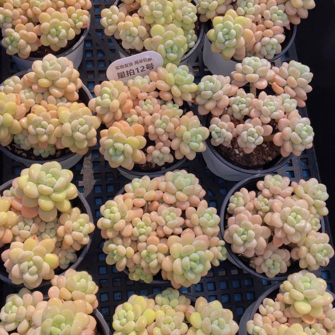 量拍12号洛可可老桩手捧大群生一个