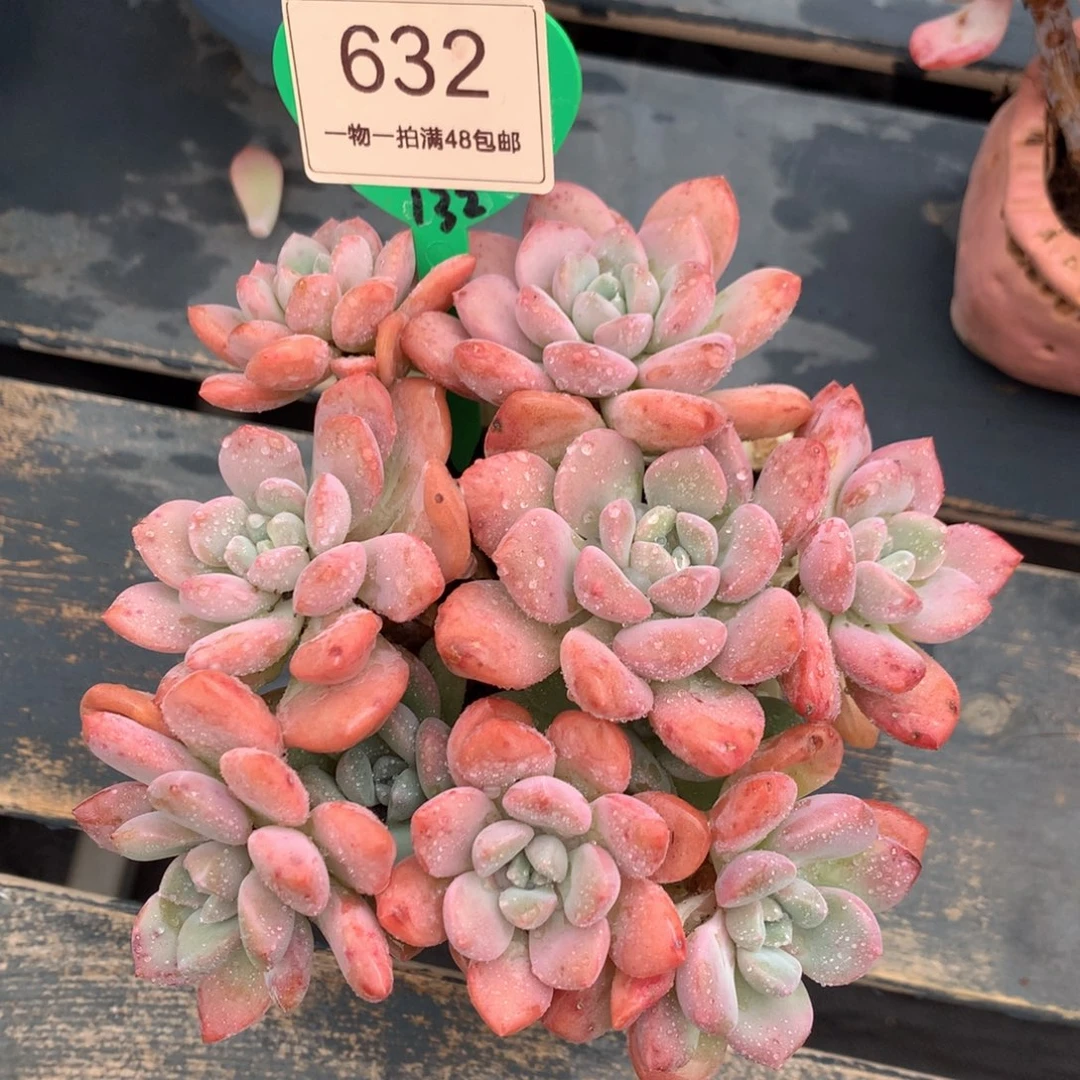 白露老桩无砍平头632