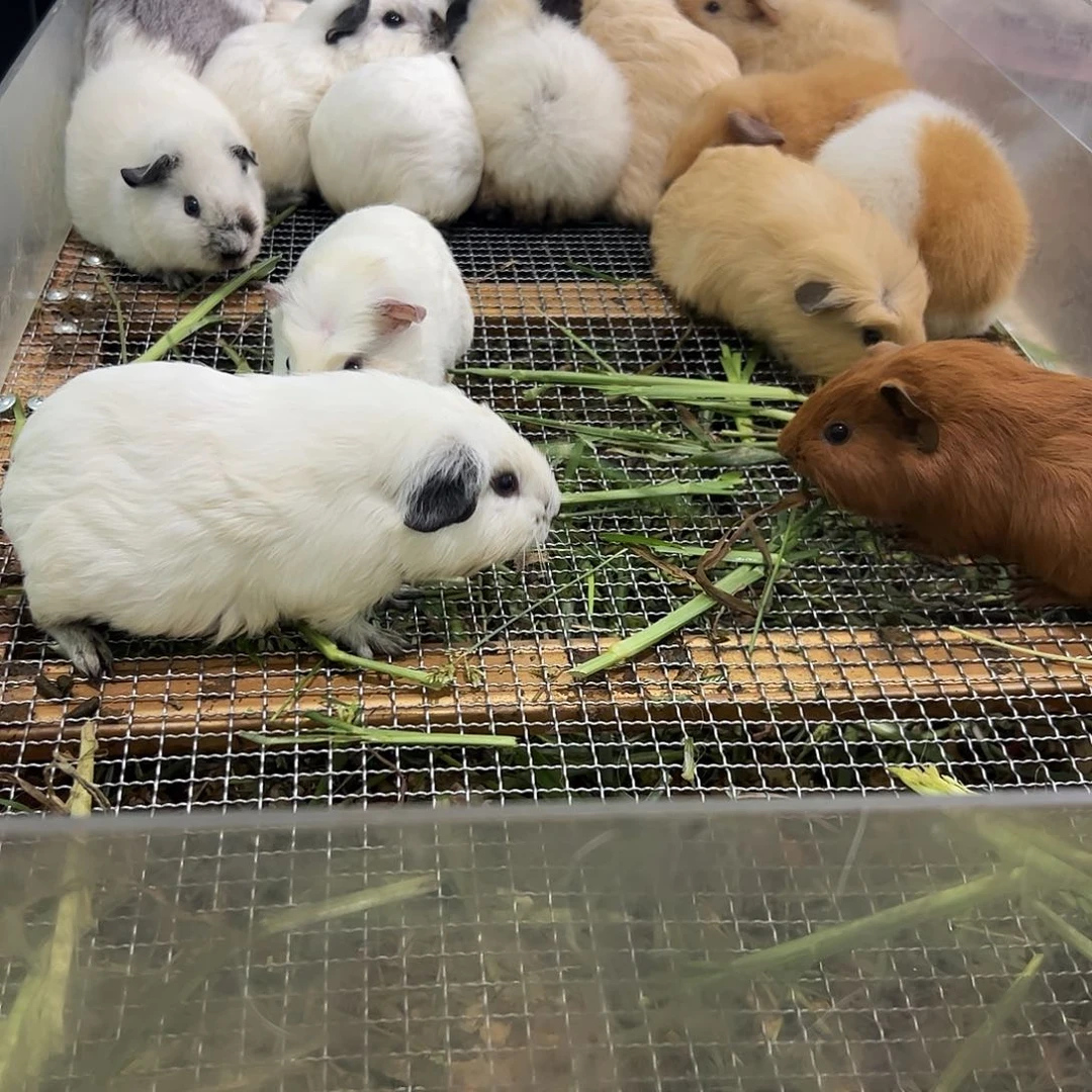 黑白熊猫逆毛弟弟128