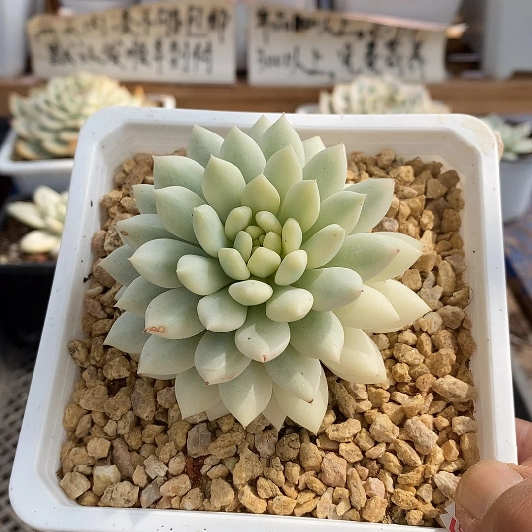 01315 冰淇淋覆轮锦 7 天后发货