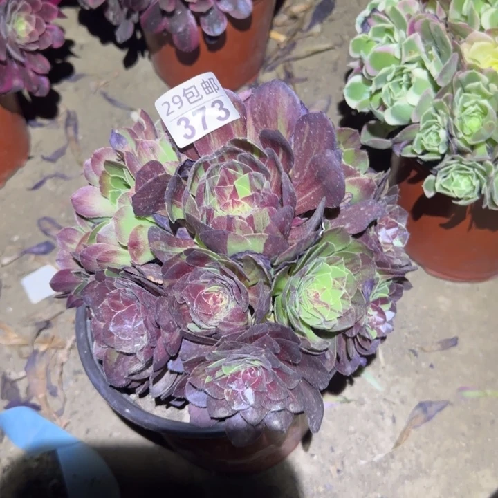 花月夜……多肉植物的