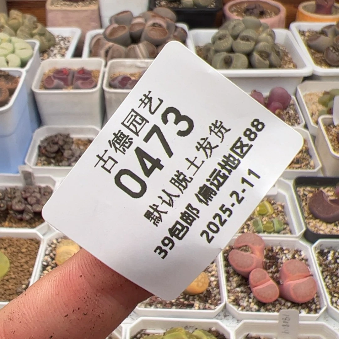 何****ʔ0473号差价 多肉植物