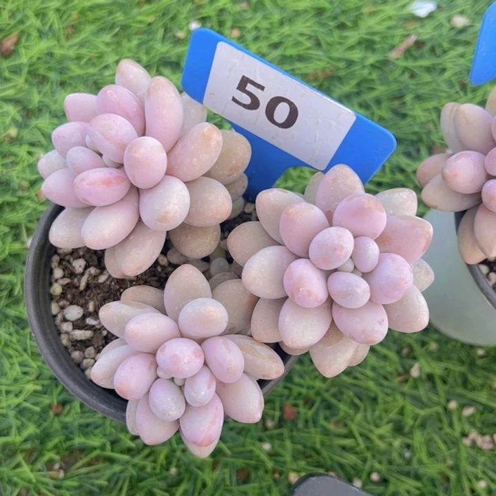 健健康康平平安安