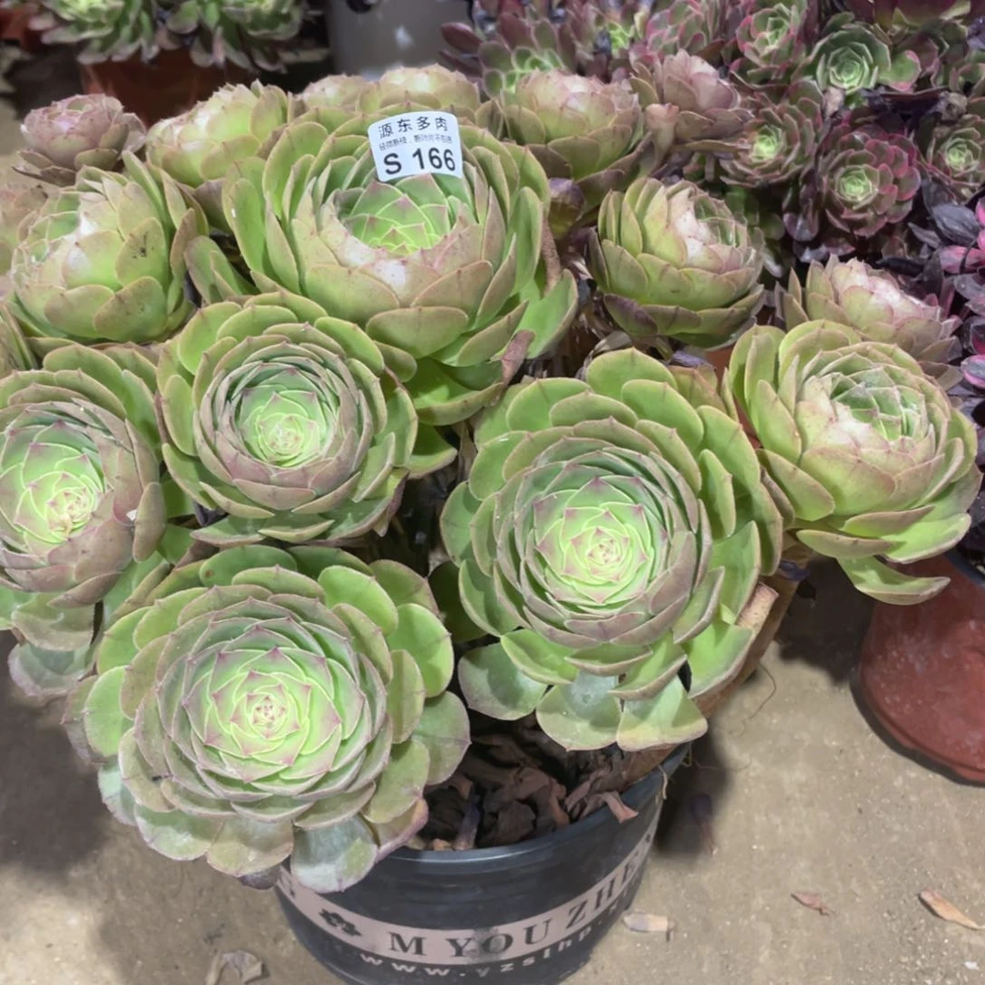 166沙拉碗多肉法师断枝不包