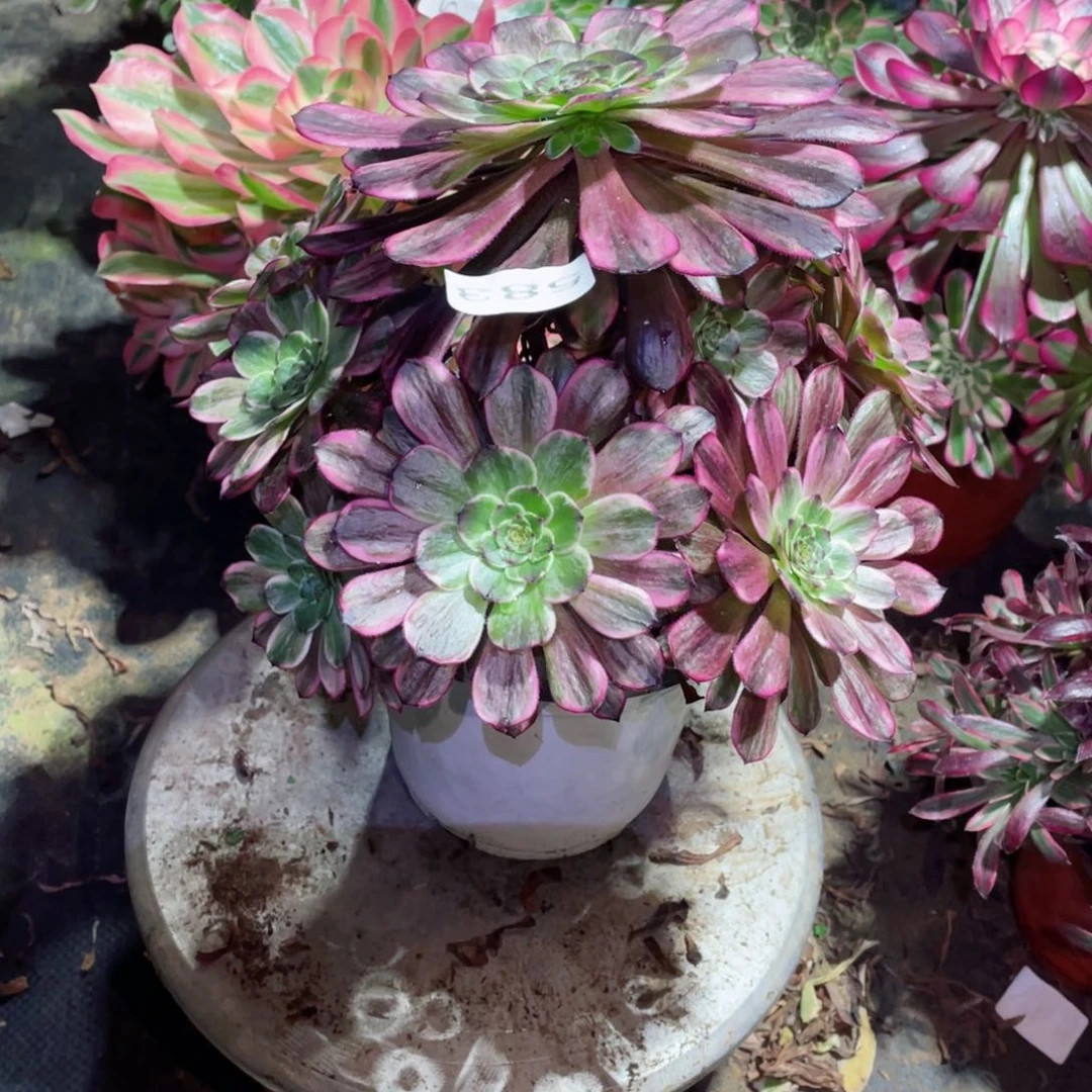 多肉植物妃墨583