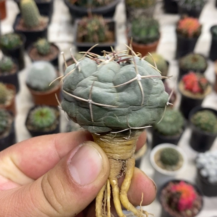 实生白肌天晃缺水特价