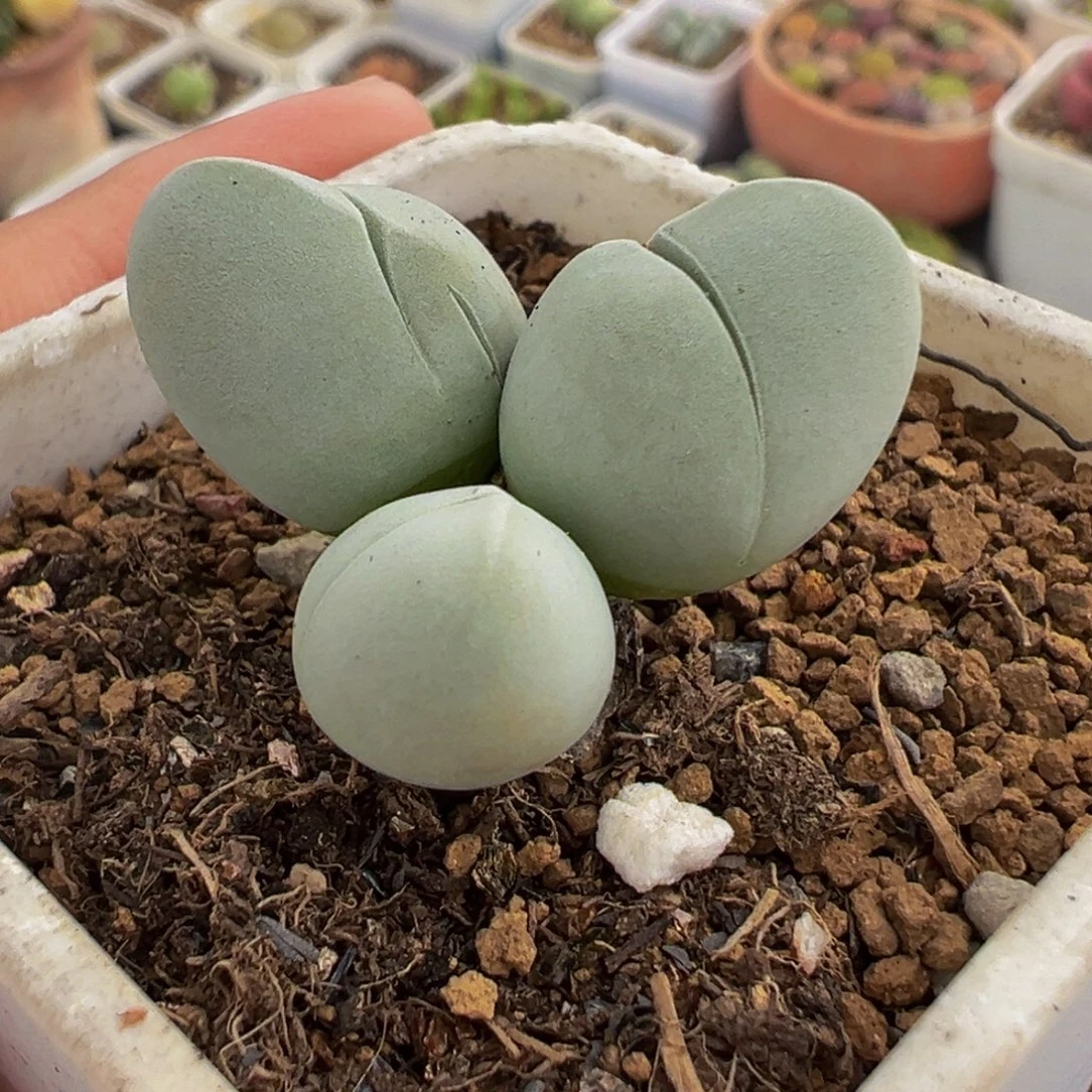 652多肉植物种类多样