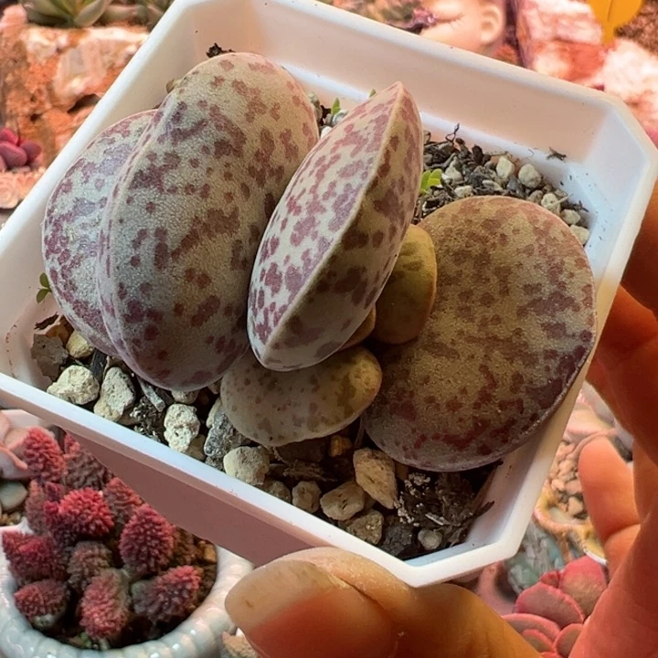 张*可以吗你说你不知道