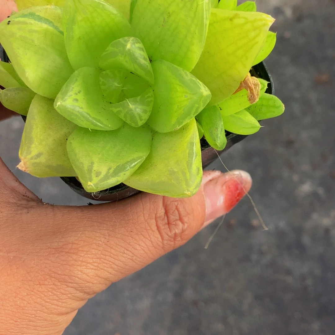 黄金菊 （不满9.99 发叶子）