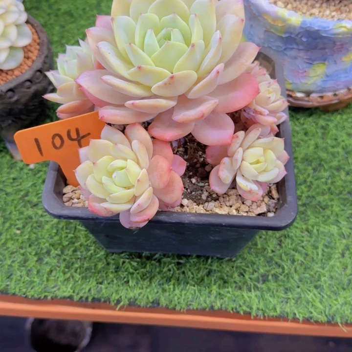 8****方104多肉植物一物一拍