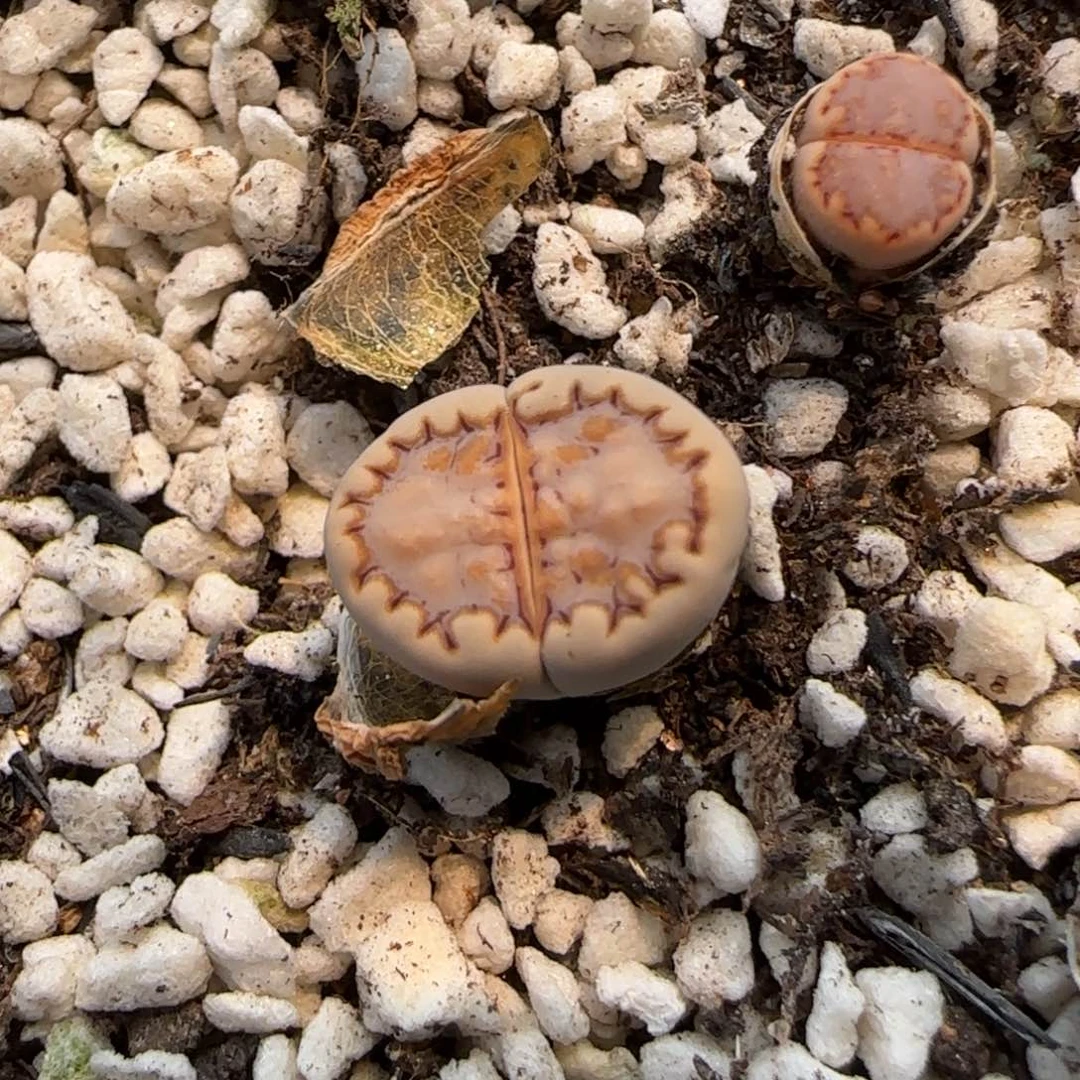 6.3。217饼干。 9090