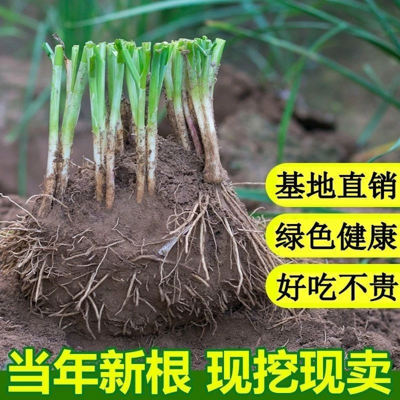 (现刨现发)当年韭菜根