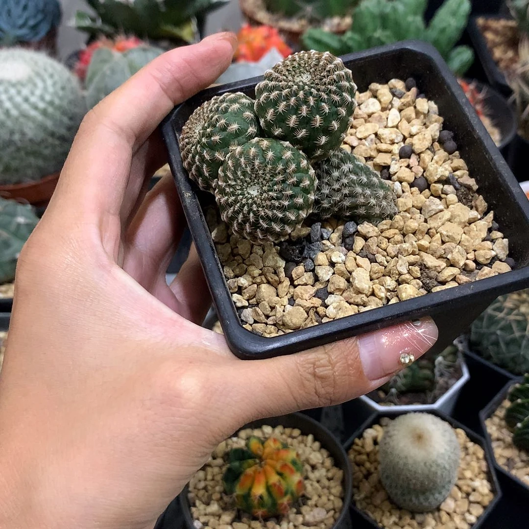 当前无花栽培后可以开花实生根黄环丸