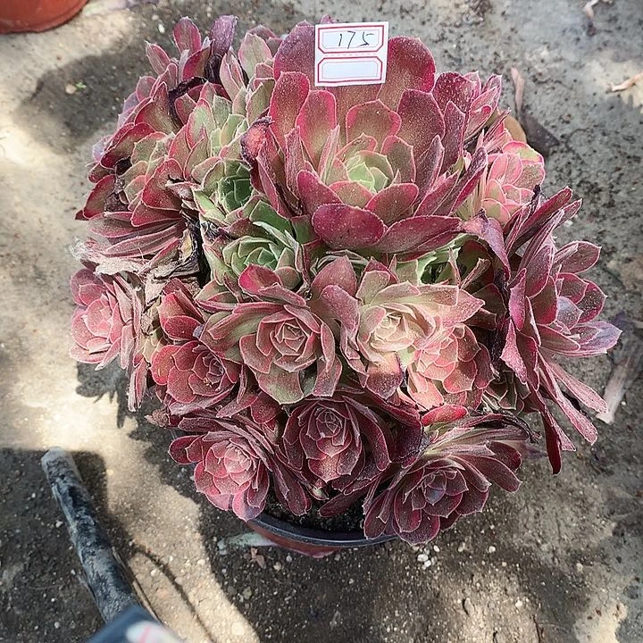 175安娜锦多肉植物