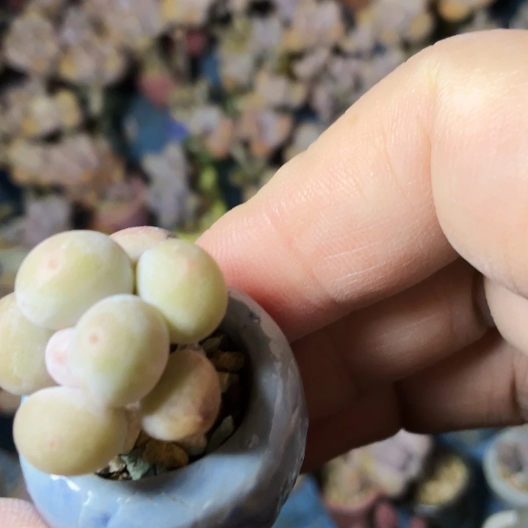 肖***×多肉植物的生长发育和生长