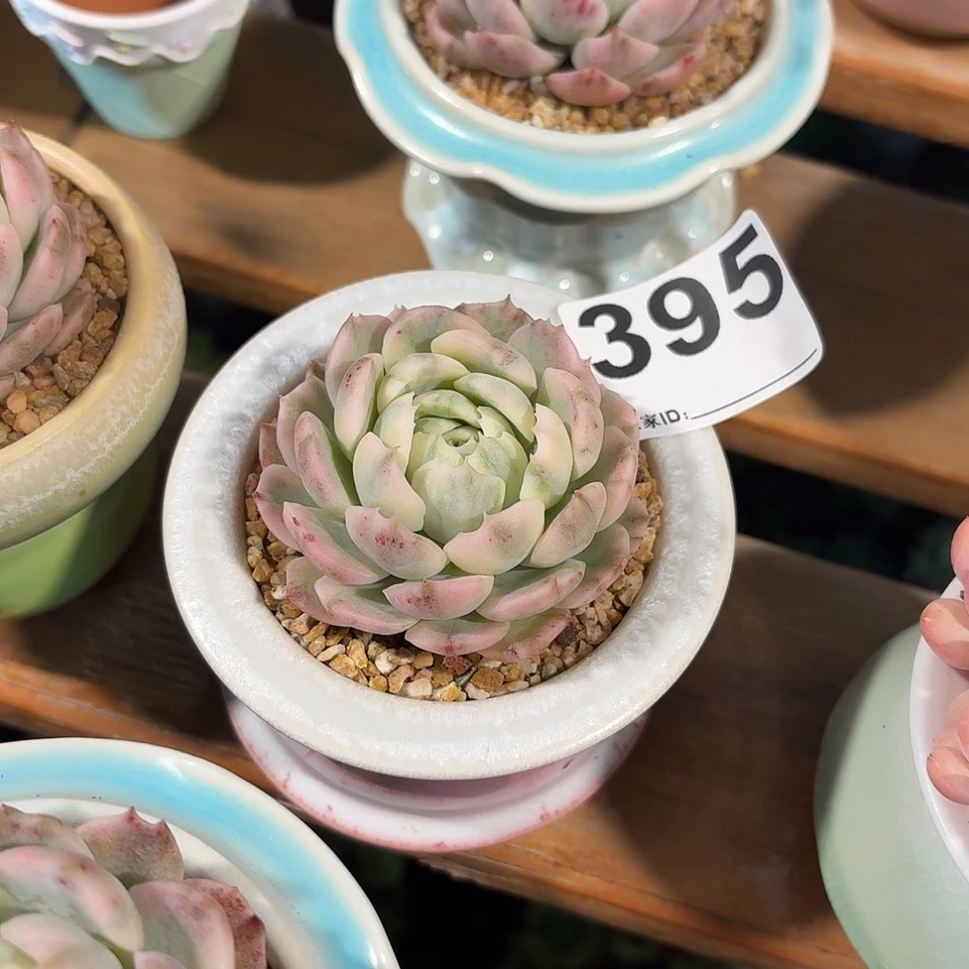 张***)贝瑞锦多肉带盆发货395