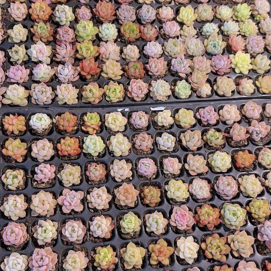 新品15颗优选量拍