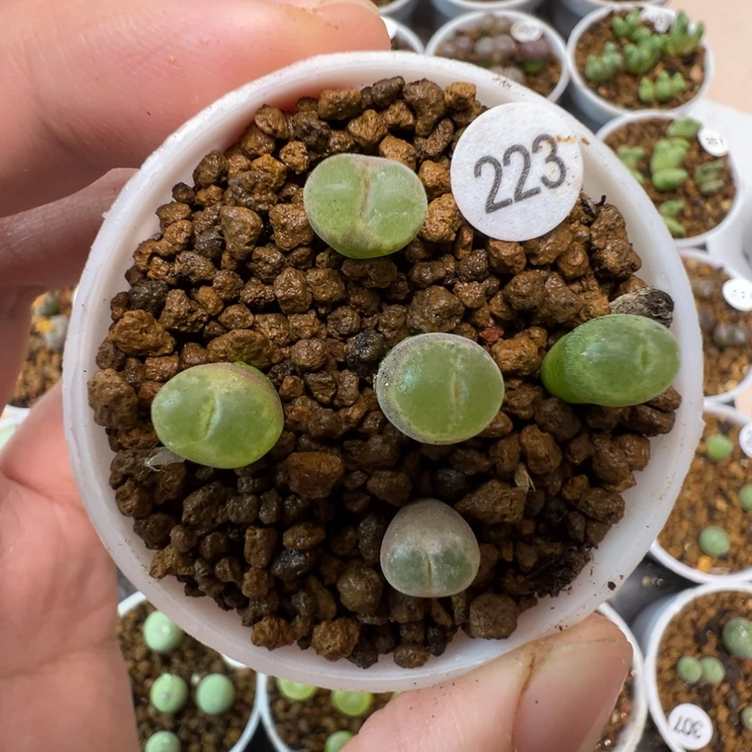 安格一颗脱土2230000