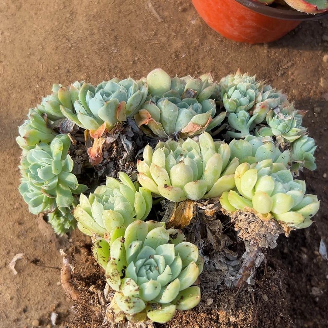 多肉植物多肉植物