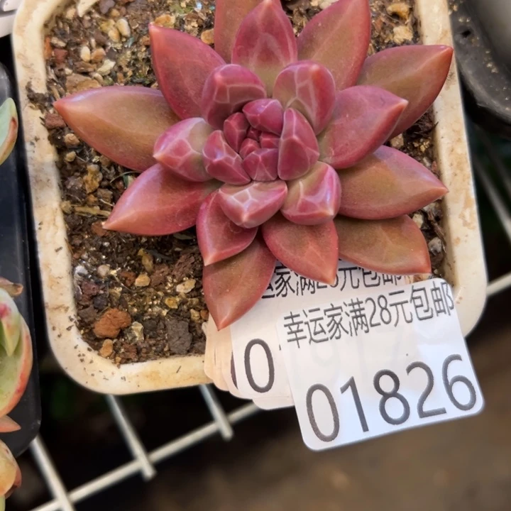 幸运的是我没有遇到过幸运