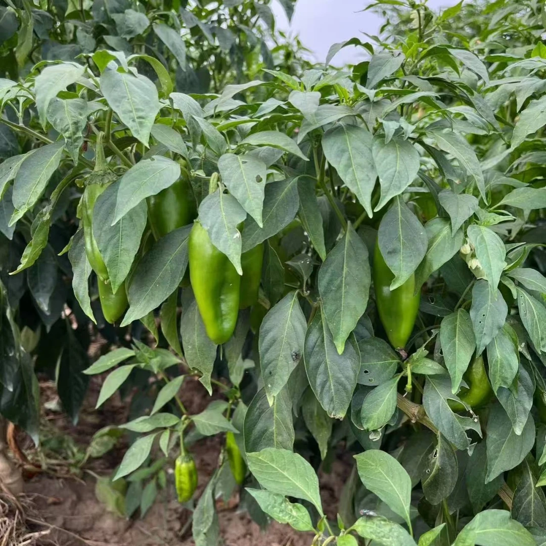 湖南辣椒新鲜青椒香辣薄皮本地土辣椒微辣当季蔬菜现摘现发尖椒