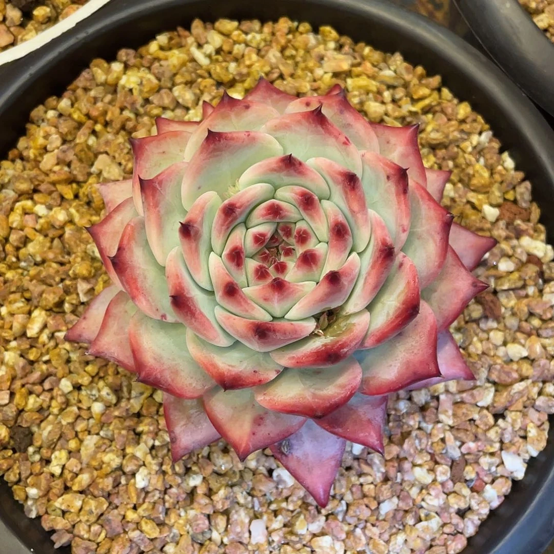 多肉植物一物一拍
