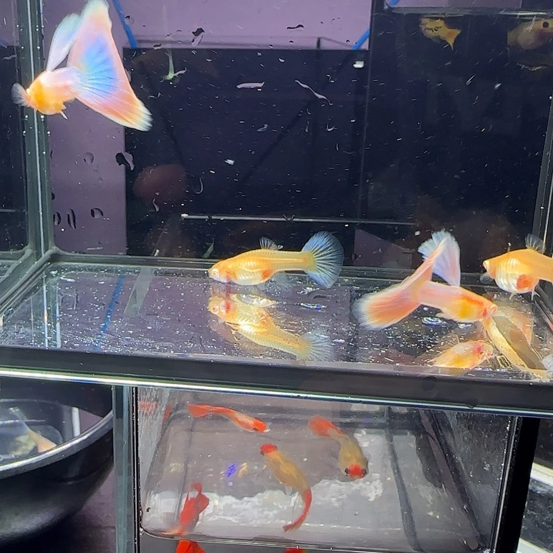 孔雀鱼天使彩虹两对！！