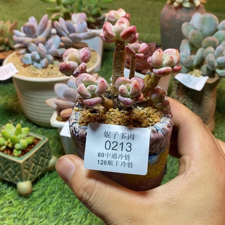 0213啊啊啊啊啊啊啊啊啊啊啊