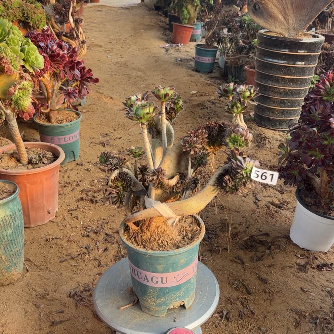 微瑕疵黑缀561有个翅膀