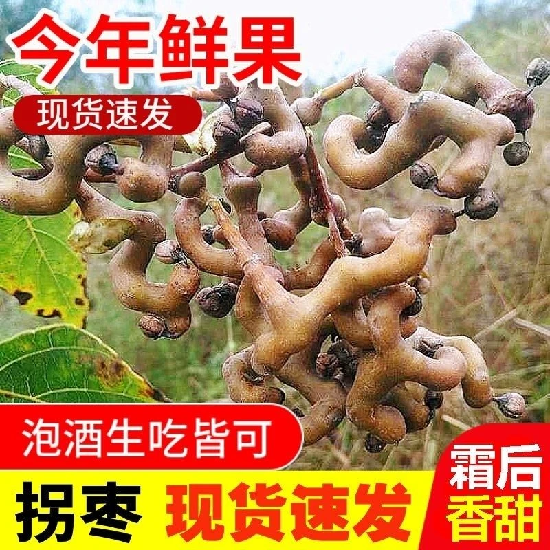 新鲜拐枣鲜果野生现摘现发枳椇子可泡酒可生吃的云南鸡爪梨万寿果