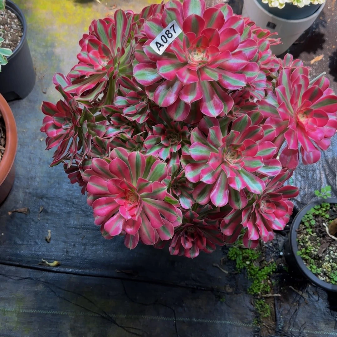 087多肉法师锦11111