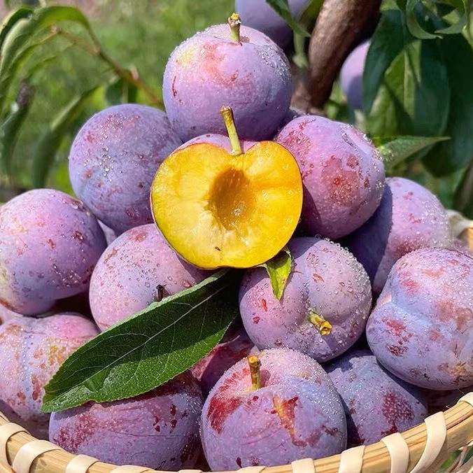 四川当季新鲜脱骨五月脆凤凰李脆甜多汁时令水果