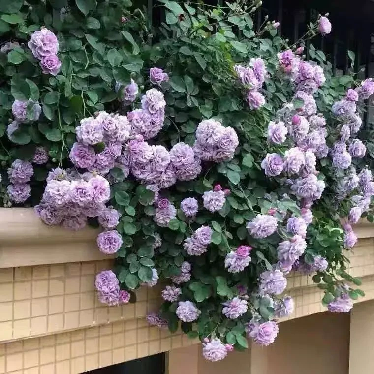 蓝色阴雨藤本月季花苗庭院阳台盆栽爬藤攀援玫瑰花卉大花多季节
