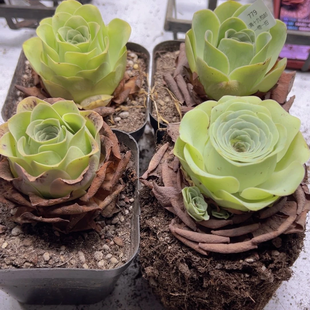 779 侧牙掉了不包损无售后