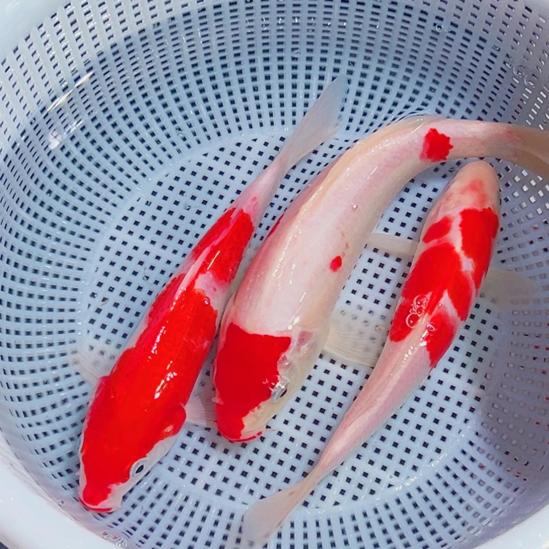 锦鲤锦鲤观赏鱼1111