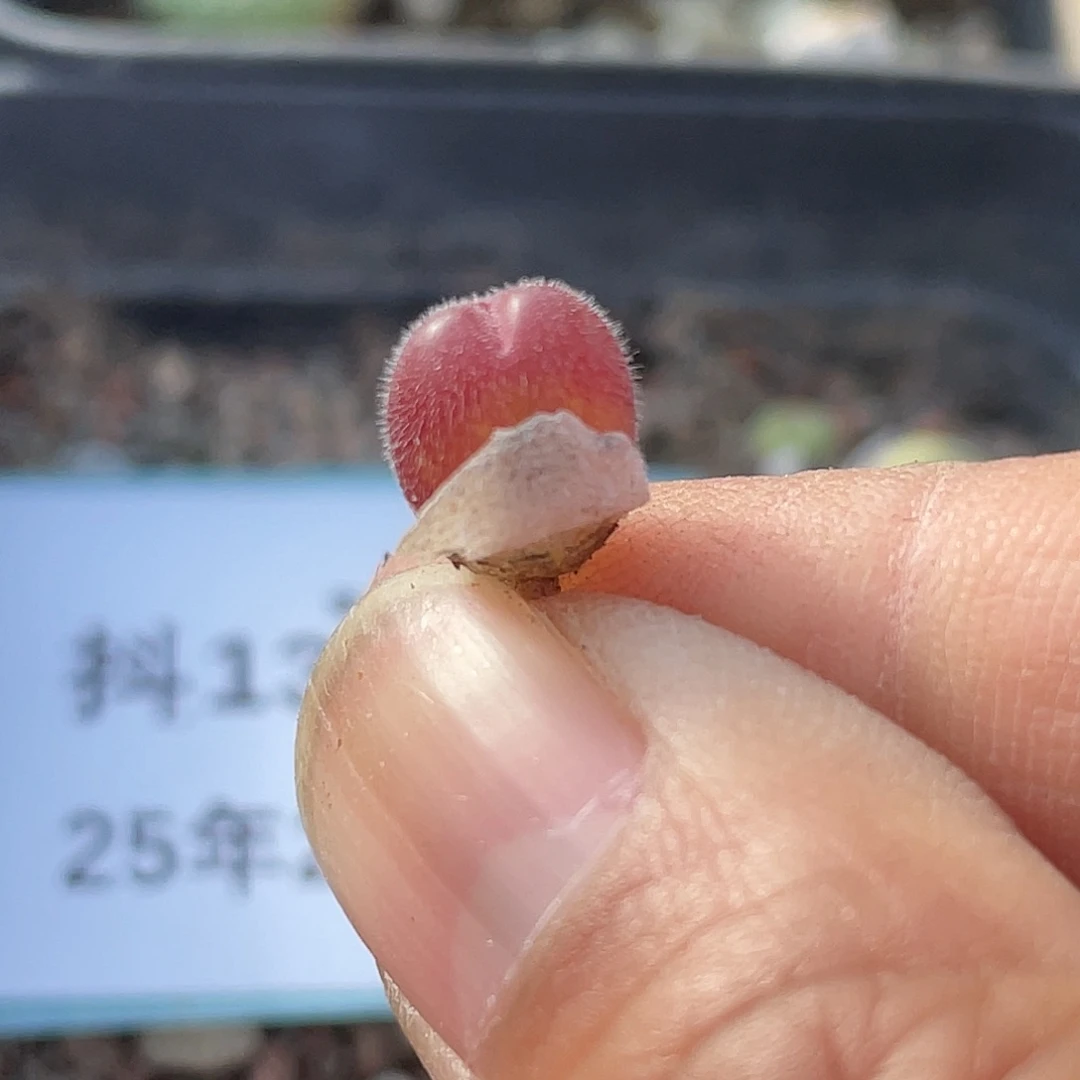 13-115毛翠滴小苗多肉植物