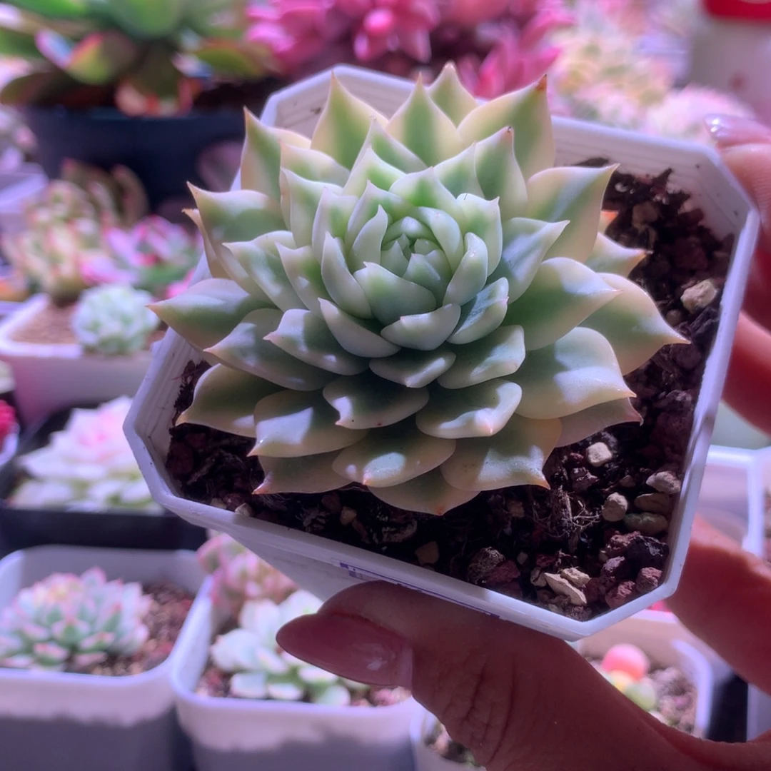 棱镜覆轮锦有根有根