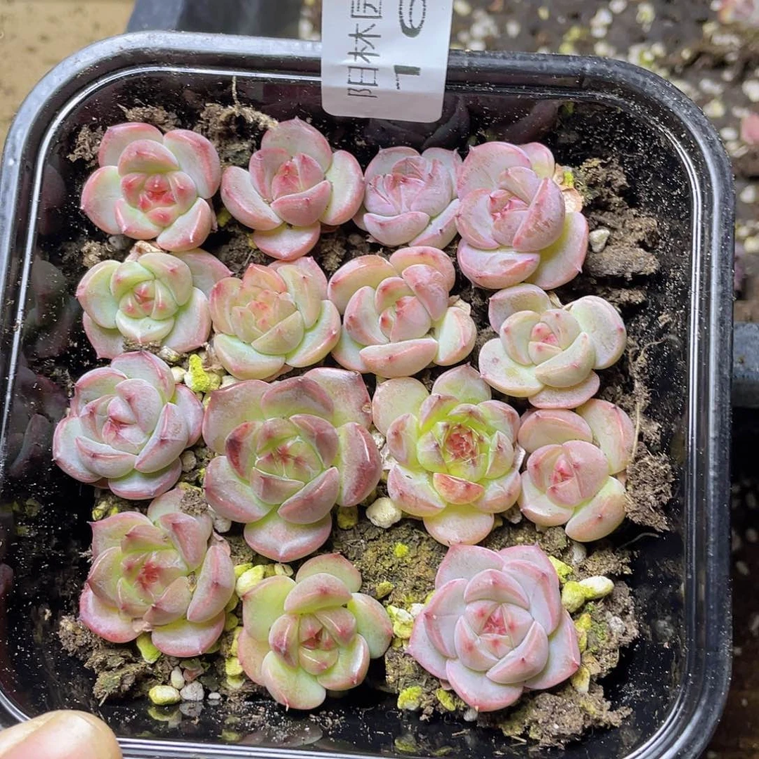 多肉植物多肉植物160
