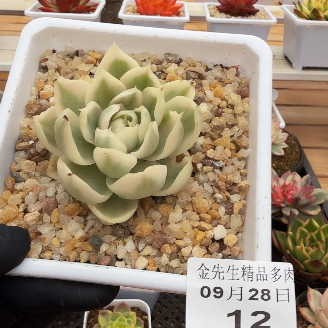 0928-12珍珠玛丽亚锦