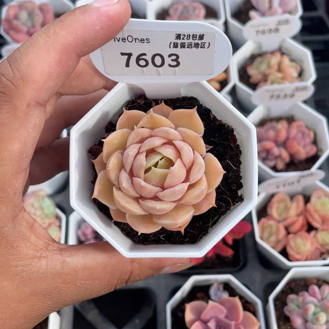 7603昂斯诺5.0厘米