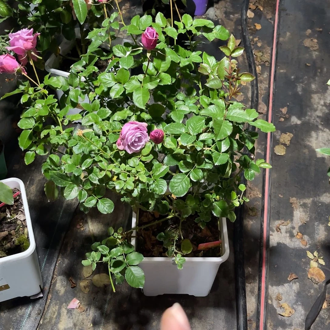 无花朵——紫菂 福利款 大大苗