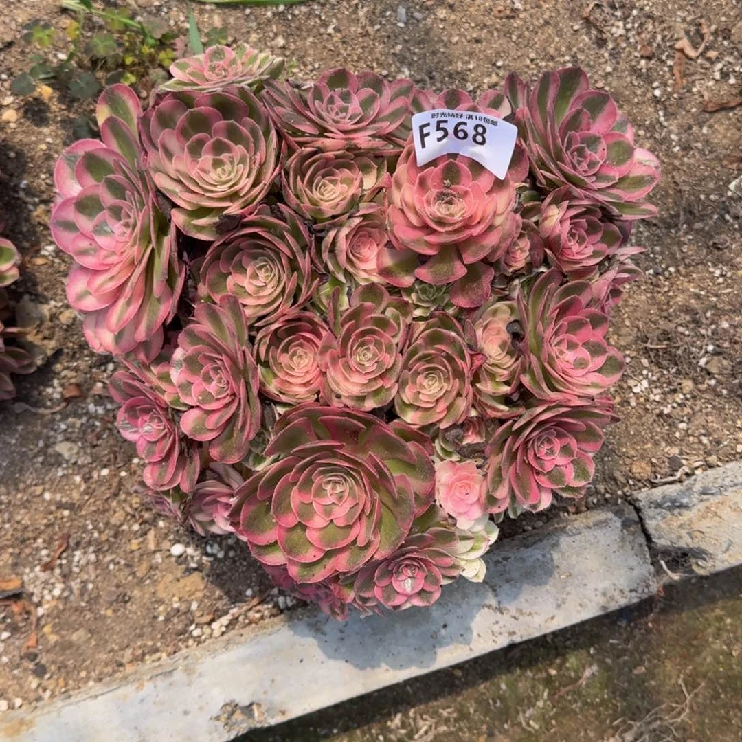 568红荔枝，多肉植物