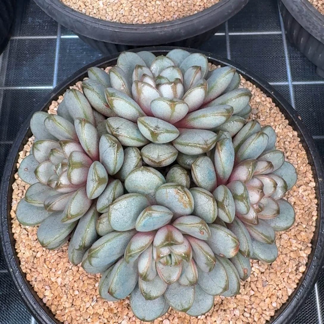 从前慢多肉编号大葡萄