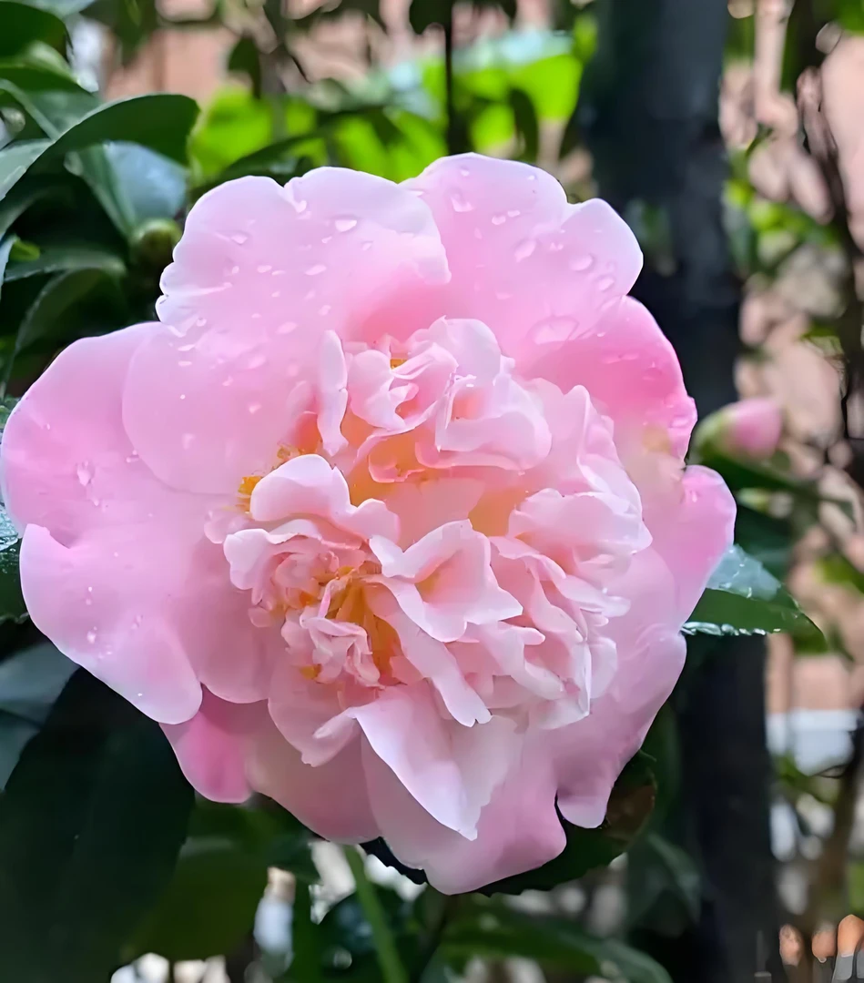 【只发新疆】小盆香妃山茶花盆栽